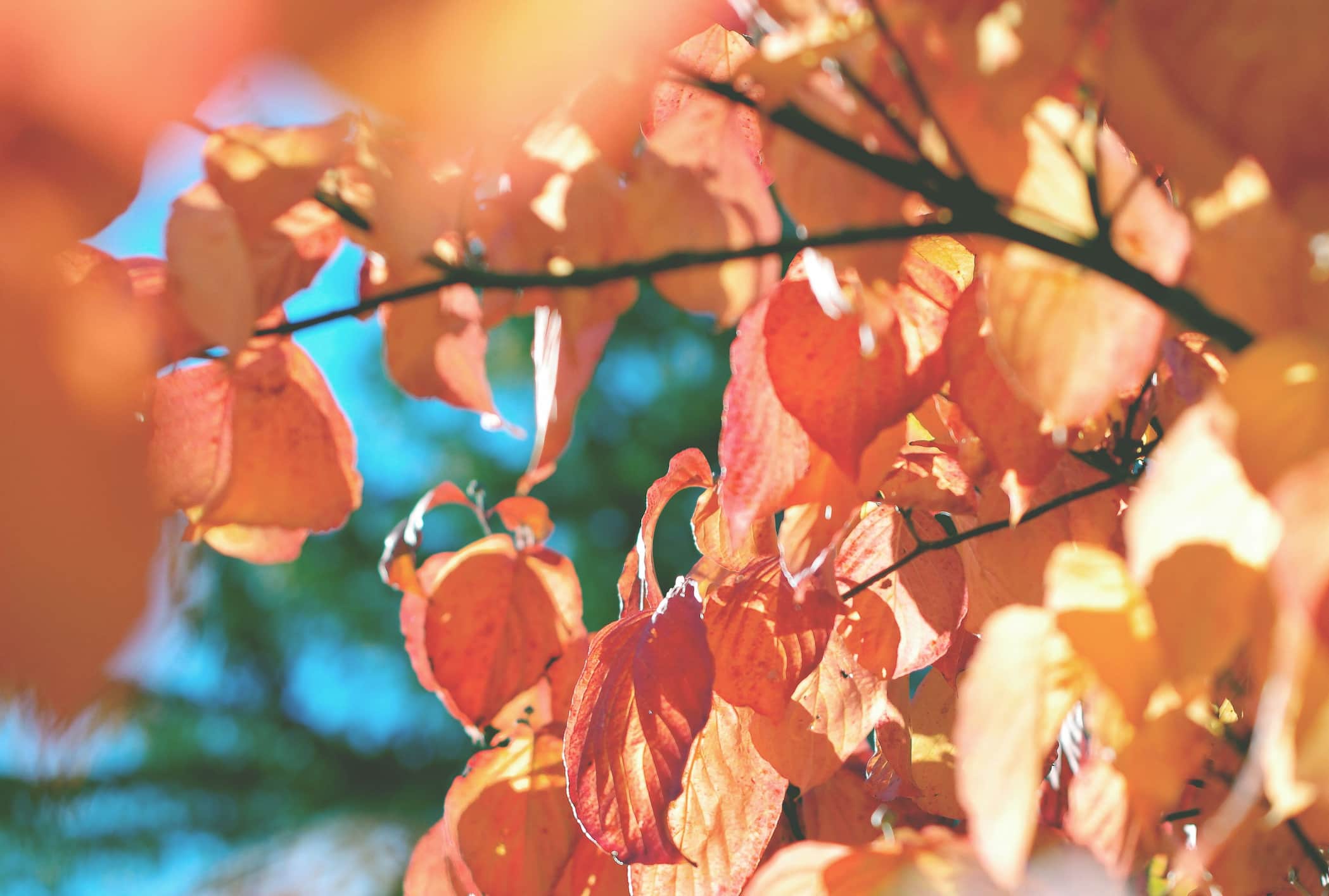 vibrant orange leaves backlit by the sun