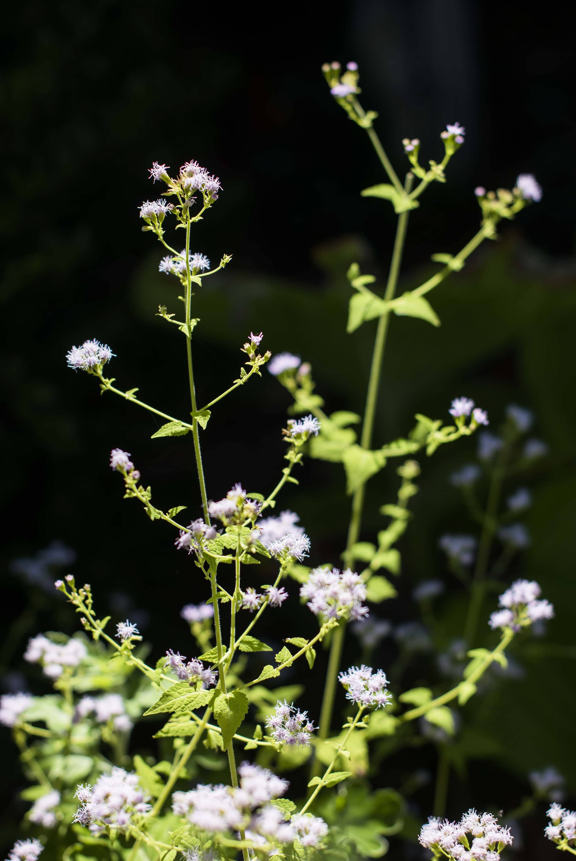 a brightly lit plant with bundles of fuzzy pink flowers