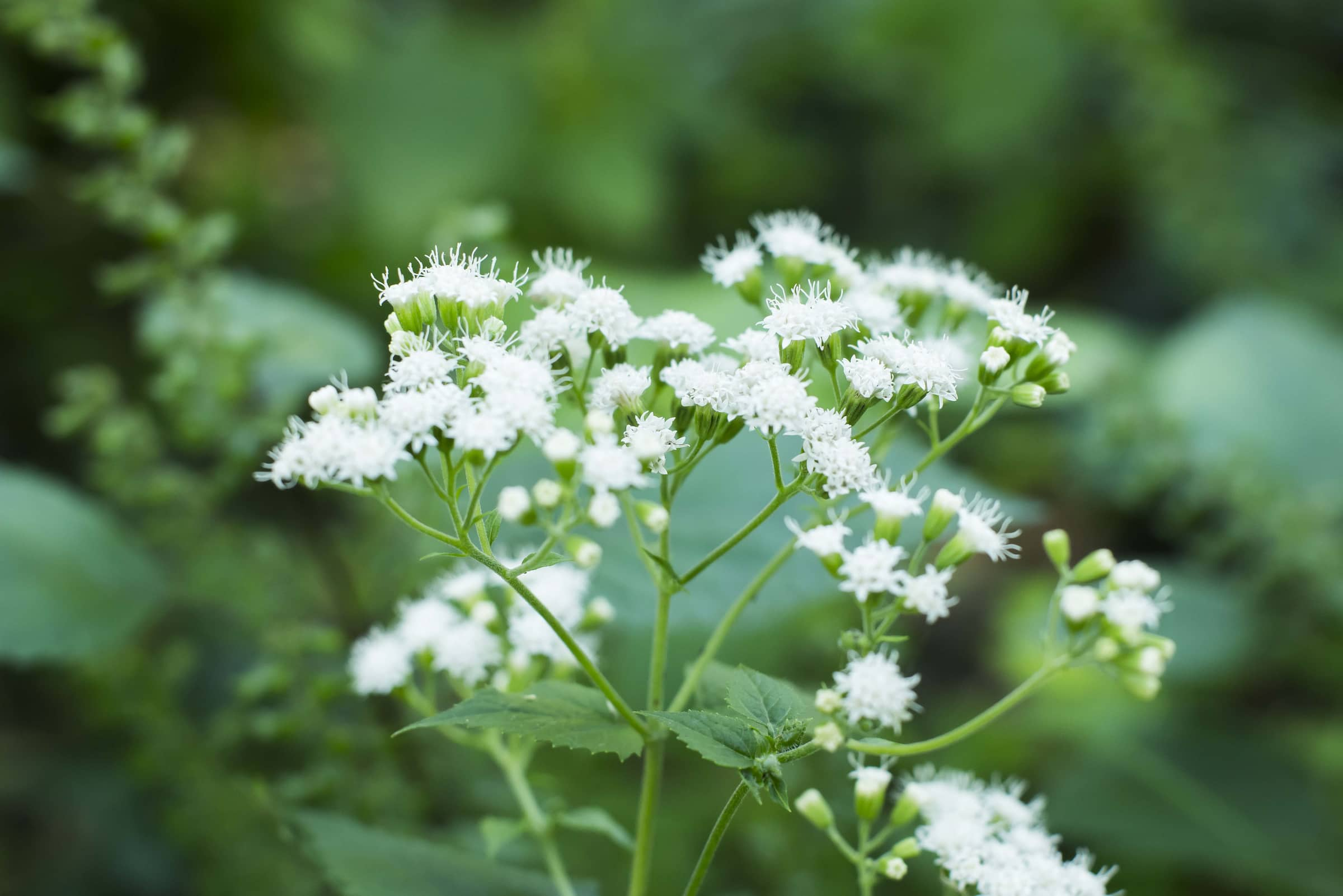 a bundle of fuzzy white flowers in a verdant garden