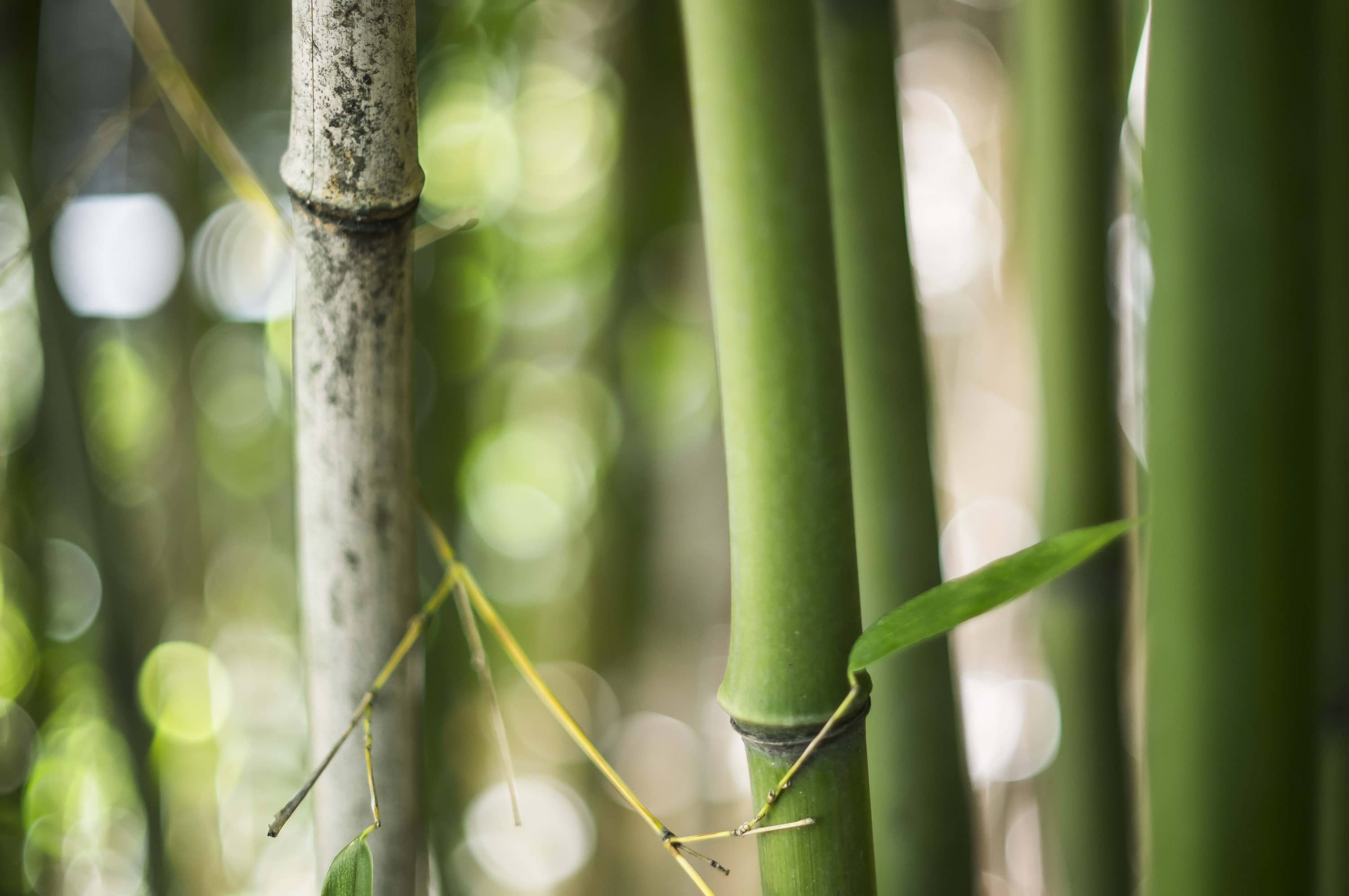 stalks of bamboo in a forest with large bokeh in the background