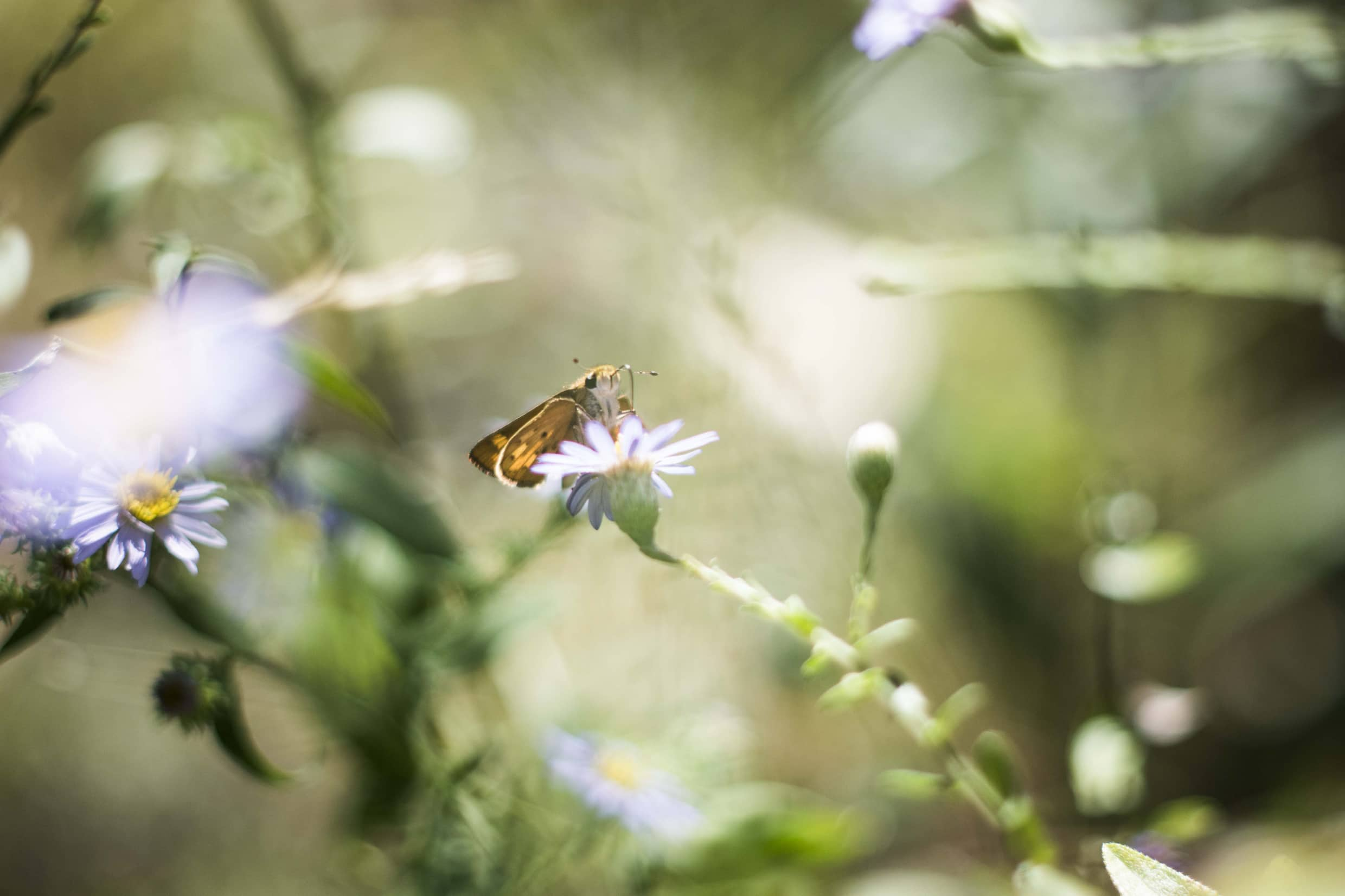 a small butterfly in a bright field of flowers