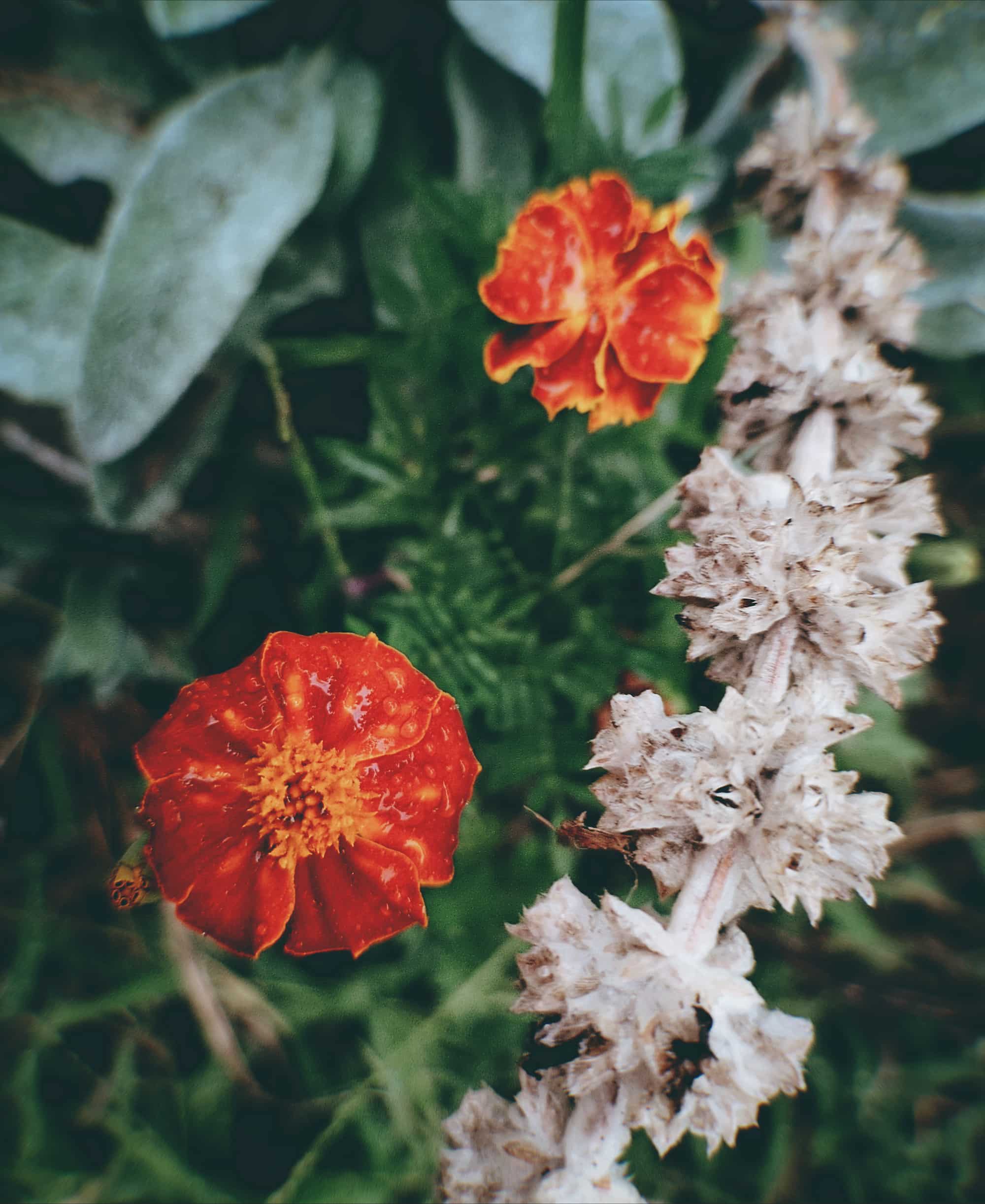 two red flowers and a white stem in front of a lamb's ear plant