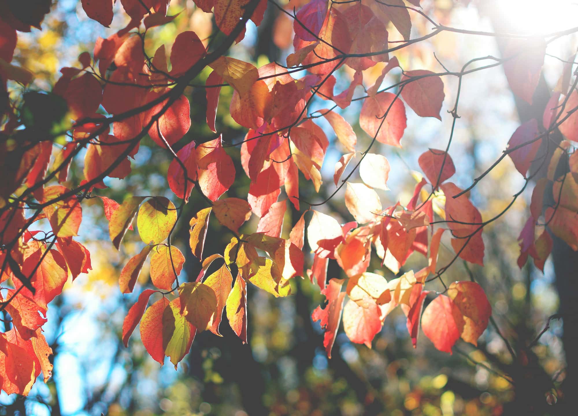a rustling branch of red , yellow and green leaves